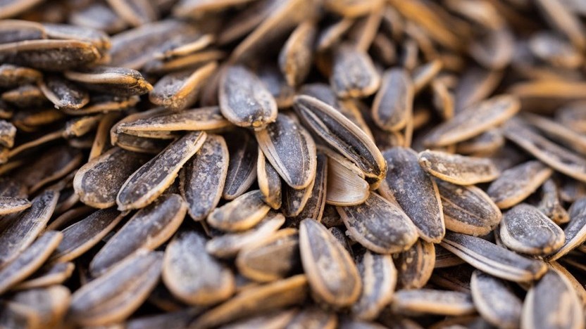 bea girasol 23 mz.jpg